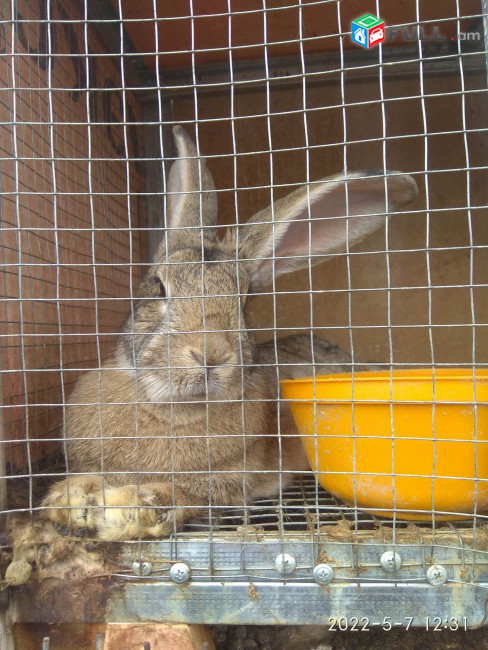 Վաճառվում են Ֆլանդեռ + Կալիֆորնիական + Ռիեզեն ճագարներ (Кролик), խառնուրդ նապաստակներ