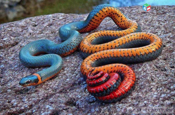 ✔Պայքար օձերի դեմ . Payqar odzeri dem ,օձ Օձեր