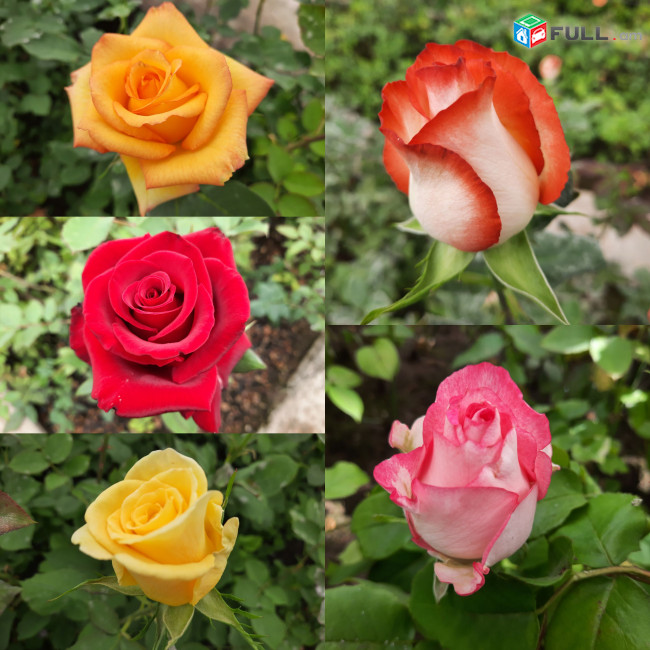 Վարդի քոլեր տարբեր գույների