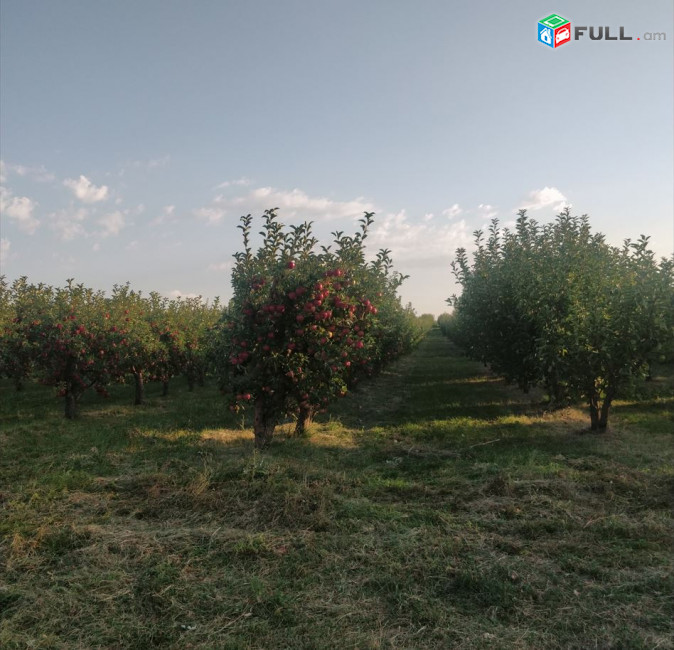 Բերքատու խնձորի այգի և գյուղատնտեսական հողատարածք Աշտարակում, 5700 ք.մ.