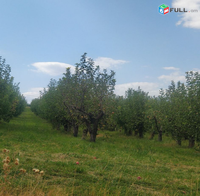 Բերքատու խնձորի այգի և գյուղատնտեսական հողատարածք Աշտարակում, 5700 ք.մ.
