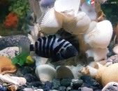 Akvariumi dzuk (cixrid)
