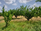 H01018Հողատարածք Էջմիածին-Շահումյան ճանապարհին