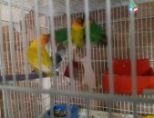 Maskvi tutakner