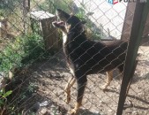 Doberman դոբեռման