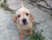  Labrador retriever - golden ❗❗ՇՏԱՊ❗❗