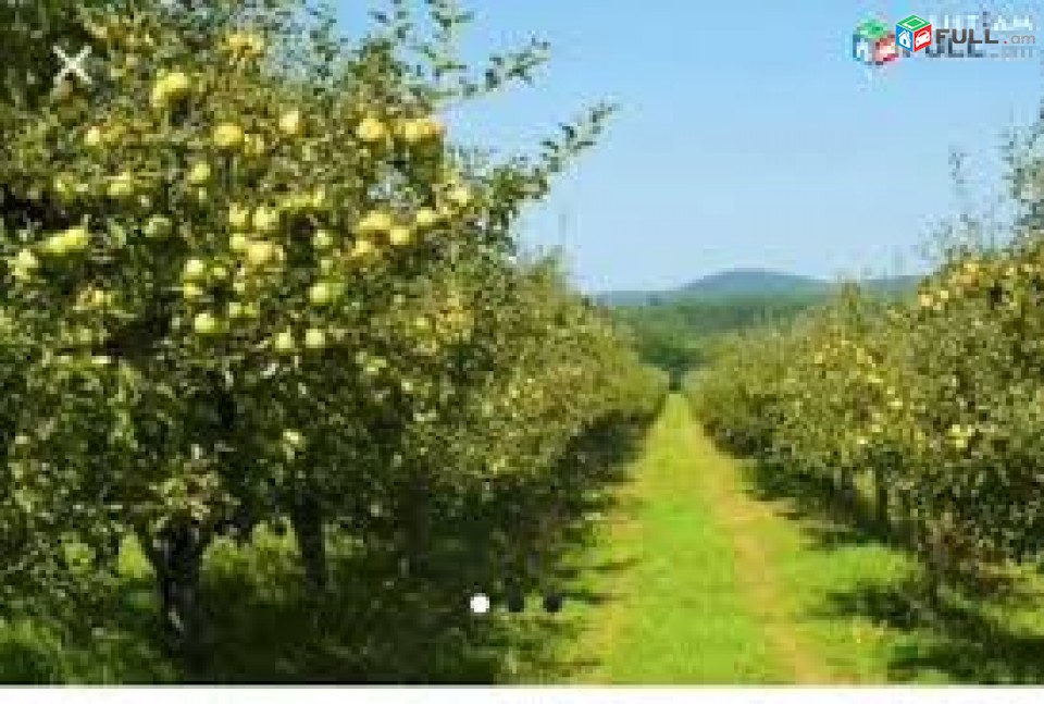 3.5հա Կարբիյում խնձորի սառնարաներին կից 1700 խնձորի ծառ, 600քմ շինություն