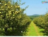 3.5հա Կարբիյում խնձորի սառնարաներին կից 1700 խնձորի ծառ, 600քմ շինություն