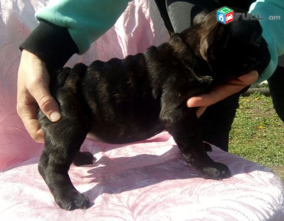 Franch Buldog