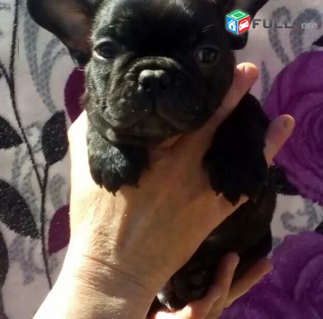 Franch Buldog