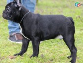 Franch Buldog