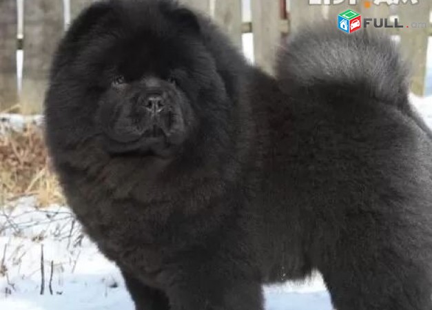 Чау-чау շուն собака dog