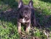 Французский бульдог French Bulldog ցեղատեսակի շուն