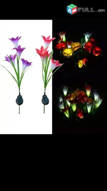 Arevayin luys dekorativ caxikner արևային լույս դեկորատիվ ծաղիկներ