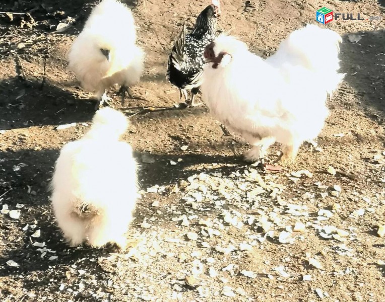 Սպիտակ շոլկվի հավ шолкви ави дзу sholkvi havi dzu