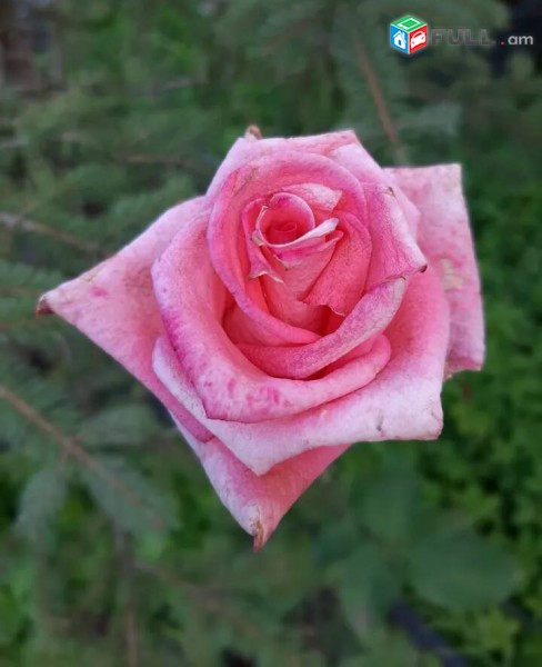 Վարդեր (Հոլանդական և կաճահասակ)