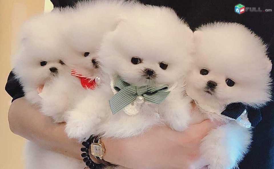Pomeranian puppies for adoption  WHATSAPP:  ( +31858884323 )