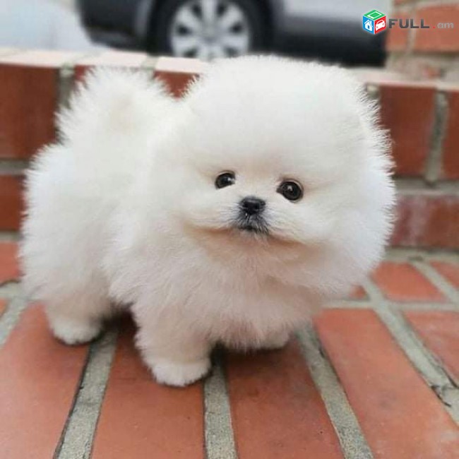 Pomeranian puppies for adoption  WHATSAPP:  ( +31858884323 )