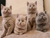 British shorthair kittens  for adoption  WHATSAPP:  ( +31858884323 )