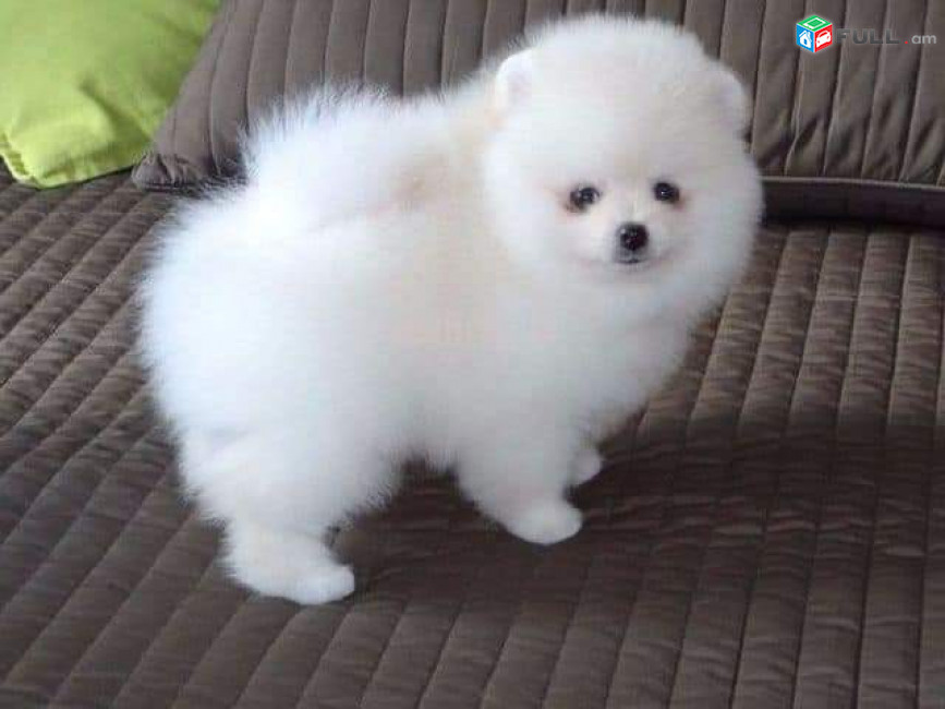 Pomeranian puppies WhatsApp: +31858884323