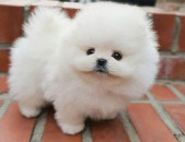 Pomeranian puppies WhatsApp: +31858884323