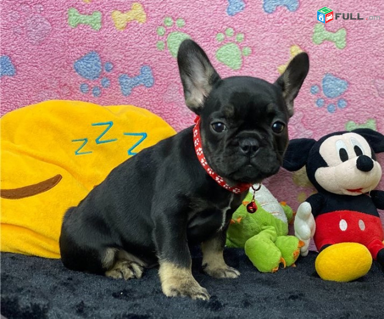 French Bulldog Pups For Sale