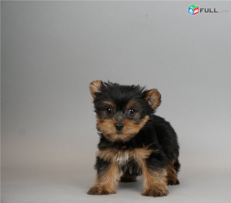 Affordable yorkie puppies for sale 