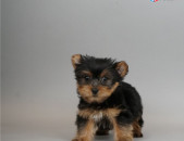 Affordable yorkie puppies for sale 