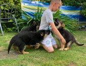 Quality German Shepherd Puppies For Sale