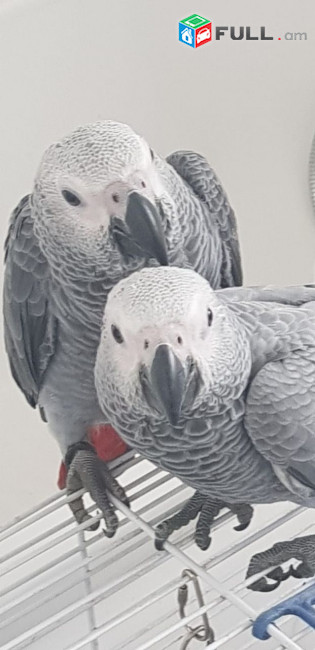Hand reared African Grey Parrots 