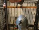 Hand reared African Grey Parrots 