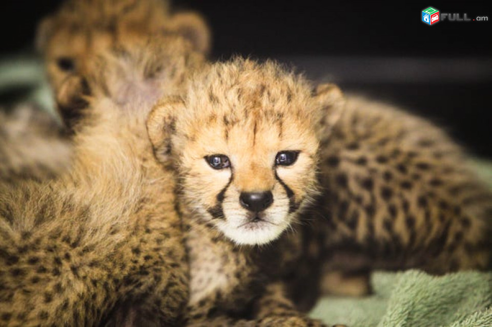 Zoo's adorable Cheetah Cubs