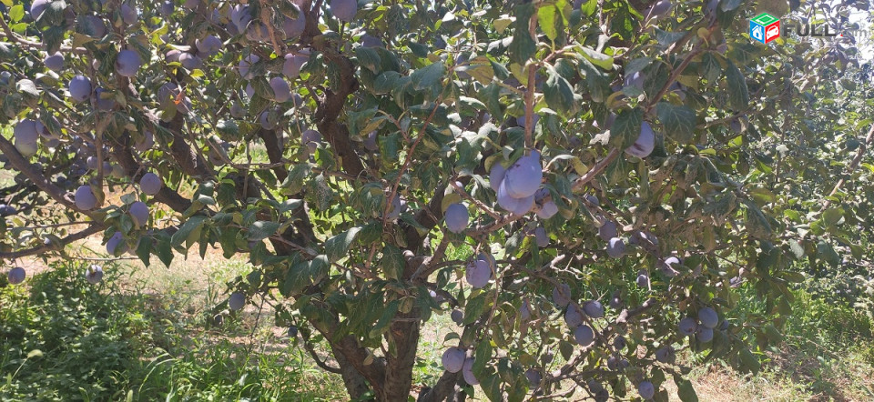 18000քմ,1,8հա այգի,360հատ խնձորենի,350հատ կեռասենի 4-5 տարեկան ծառեր են