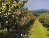 3.5հա Կարբիյում խնձորի սառնարաներին կից 1700 խնձորի ծառ, 600քմ շինություն, ևս 500 քմ, որը հարմար է անասնապահության