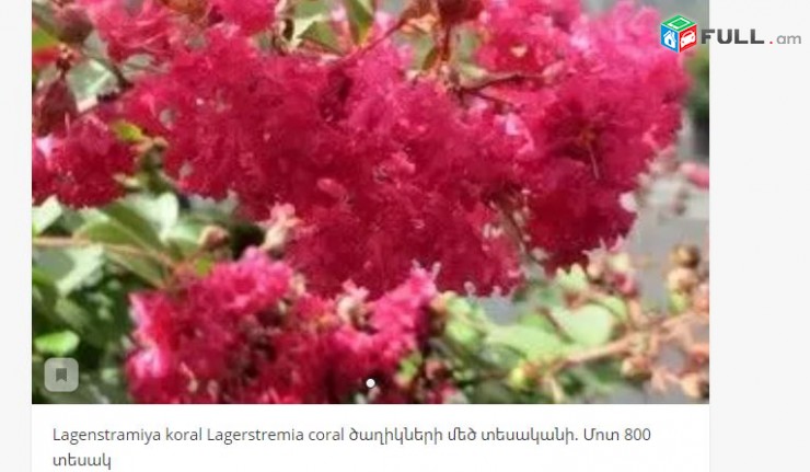 Lagenstramiya koral Lagerstremia coral ծաղիկների մեծ տեսականի. Մոտ 800 տեսակ