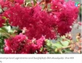 Lagenstramiya koral Lagerstremia coral ծաղիկների մեծ տեսականի. Մոտ 800 տեսակ