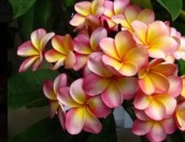 Plyumeliya rozoviy Плюмерия -розовый ծաղիկների մեծ տեսականի. Մոտ 800 տեսակ