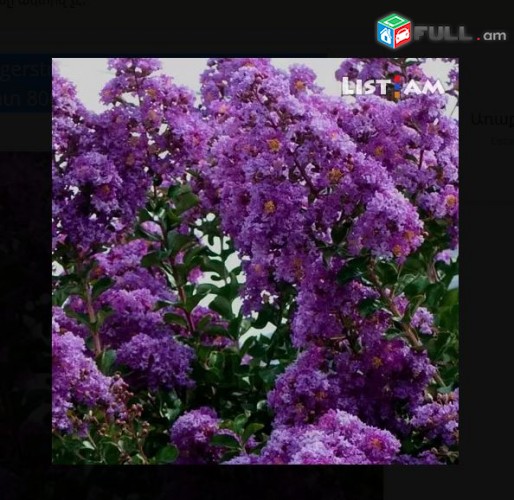 Lagenstremia Lagerstremia-violet ծաղիկների մեծ տեսականի. Մոտ 800 տեսակ