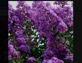 Lagenstremia Lagerstremia-violet ծաղիկների մեծ տեսականի. Մոտ 800 տեսակ