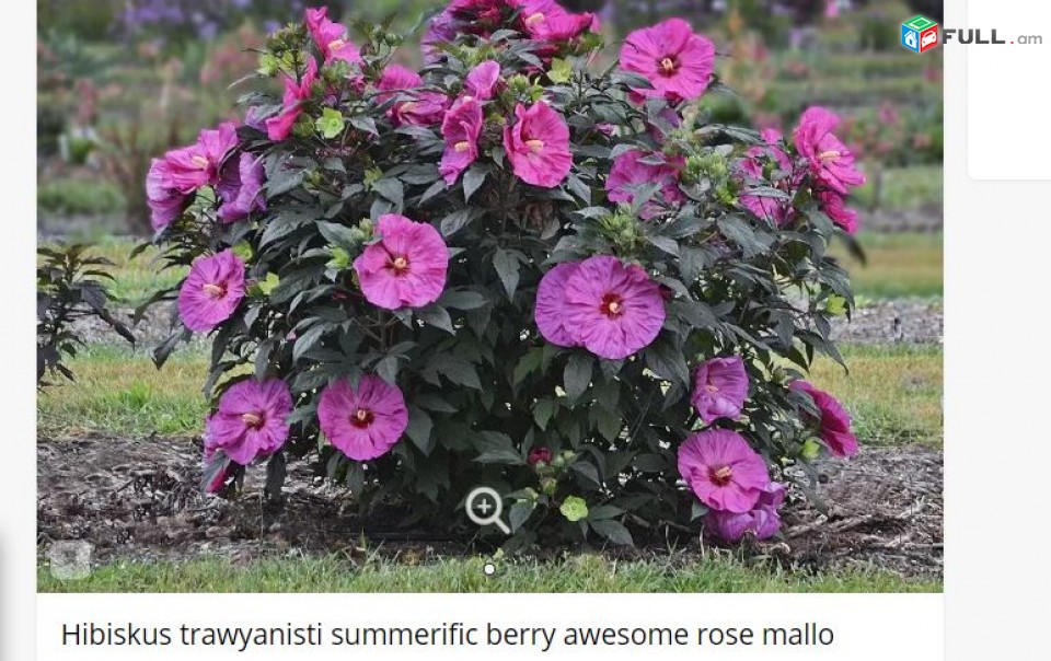 Hibiskus trawyanisti summerific berry awesome rose mallo ծաղիկների մեծ տեսականի.