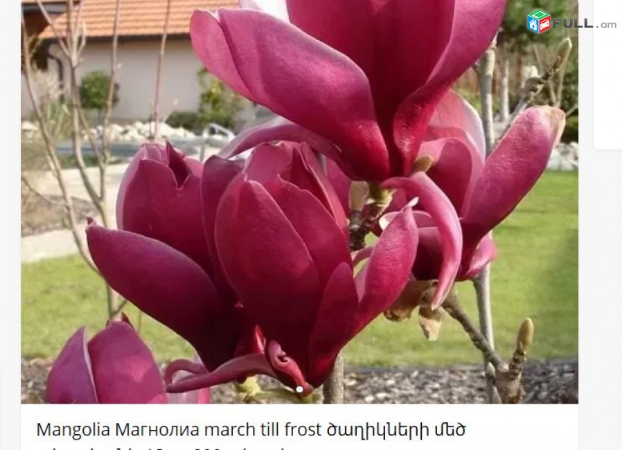 Mangolia Магнолиа march till frost ծաղիկների մեծ տեսականի. Մոտ 800 տեսակ