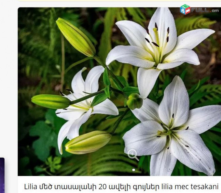 Lilia մեծ տասալանի 20 ավելի գույներ lilia mec tesakani