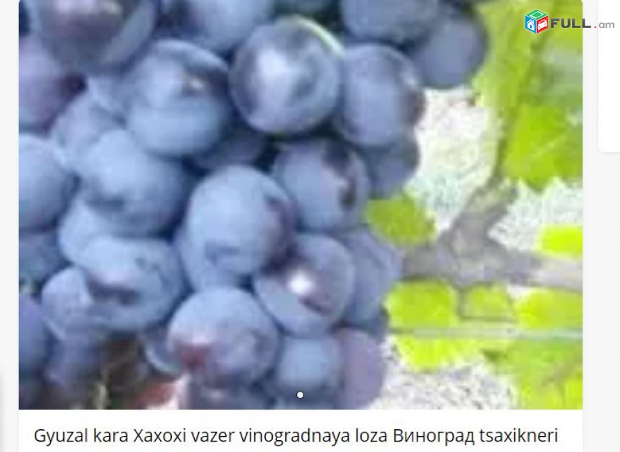 Gyuzal kara Xaxoxi vazer vinogradnaya loza Виноград tsaxikneri buyseri mets tesa