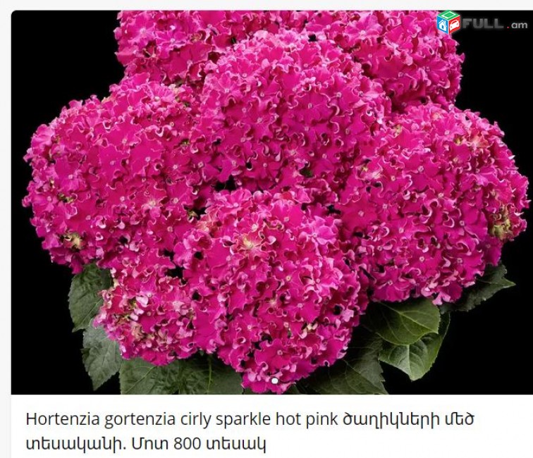 Hortenzia gortenzia cirly sparkle hot pink ծաղիկների մեծ տեսականի. Մոտ 800 տեսակ
