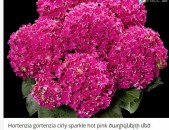 Hortenzia gortenzia cirly sparkle hot pink ծաղիկների մեծ տեսականի. Մոտ 800 տեսակ