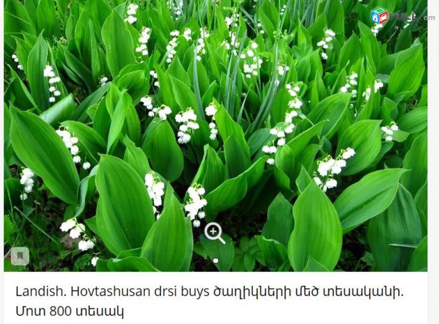Landish. Hovtashusan drsi buys ծաղիկների մեծ տեսականի. Մոտ 800 տեսակ