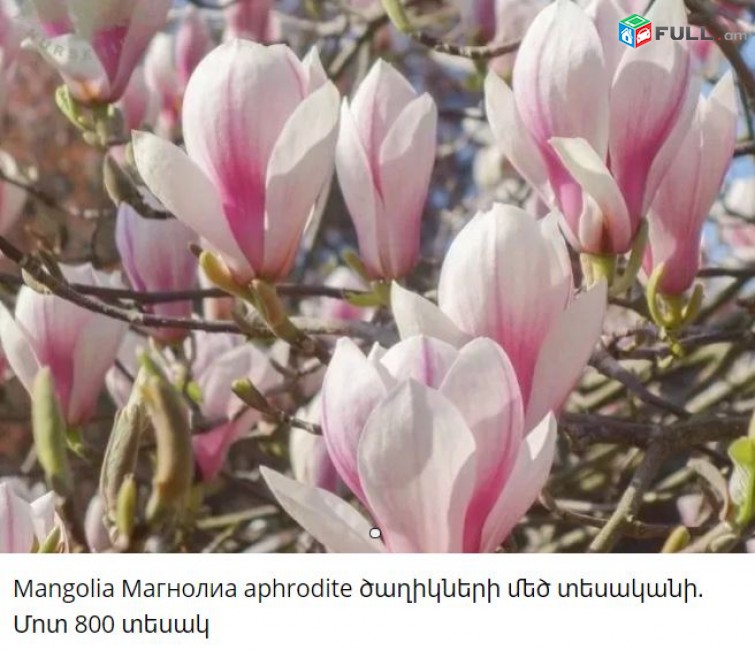 Mangolia Магнолиа aphrodite ծաղիկների մեծ տեսականի. Մոտ 800 տեսակ