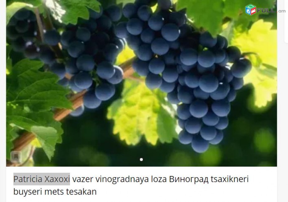 Patricia Xaxoxi vazer vinogradnaya loza Виноград tsaxikneri buyseri mets tesakan