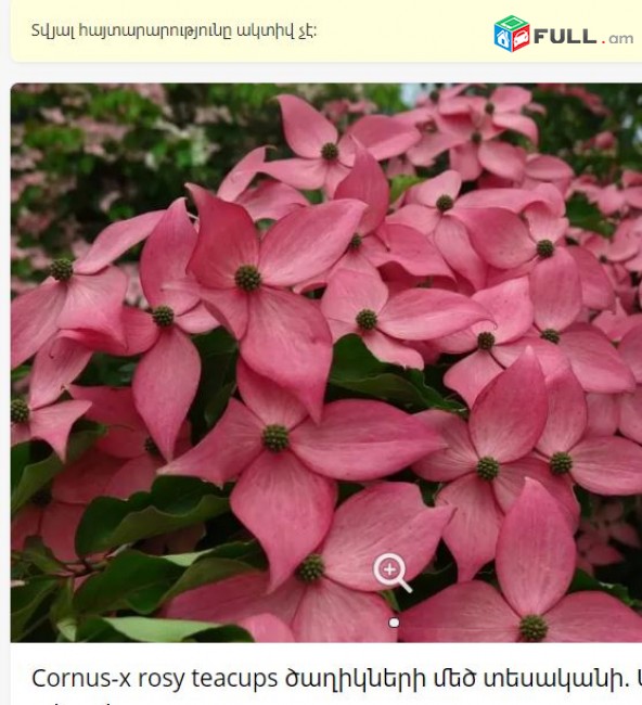 Cornus-x rosy teacups ծաղիկների մեծ տեսականի. Մոտ 800 տեսակ