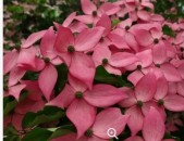 Cornus-x rosy teacups ծաղիկների մեծ տեսականի. Մոտ 800 տեսակ